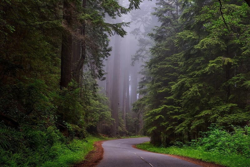 Foggy Forest